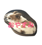 いしまつくん（個別スタンプ：3）