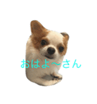 いしまつくん（個別スタンプ：15）