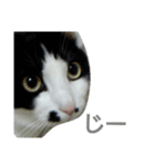 カイの猫スタンプ（個別スタンプ：1）