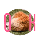 実写で猫まみれ。（個別スタンプ：1）