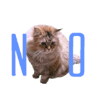 実写で猫まみれ。（個別スタンプ：2）