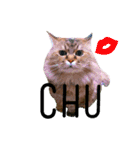 実写で猫まみれ。（個別スタンプ：3）