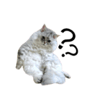 実写で猫まみれ。（個別スタンプ：7）
