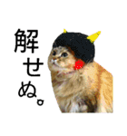 実写で猫まみれ。（個別スタンプ：8）