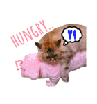 実写で猫まみれ。（個別スタンプ：10）