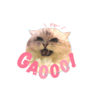 実写で猫まみれ。（個別スタンプ：11）