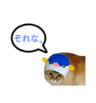 実写で猫まみれ。（個別スタンプ：12）