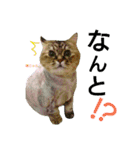 実写で猫まみれ。（個別スタンプ：13）