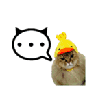 実写で猫まみれ。（個別スタンプ：14）