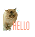 実写で猫まみれ。（個別スタンプ：15）