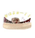 フェレットの休日（個別スタンプ：5）