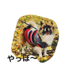 犬のわさび あいさつ編！（個別スタンプ：1）