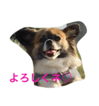 犬のわさび あいさつ編！（個別スタンプ：2）