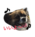 犬のわさび あいさつ編！（個別スタンプ：3）