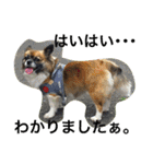 犬のわさび あいさつ編！（個別スタンプ：4）