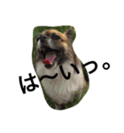 犬のわさび あいさつ編！（個別スタンプ：5）