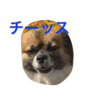 犬のわさび あいさつ編！（個別スタンプ：6）