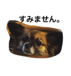 犬のわさび あいさつ編！（個別スタンプ：7）