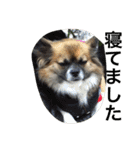 犬のわさび あいさつ編！（個別スタンプ：8）