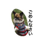 犬のわさび あいさつ編！（個別スタンプ：10）