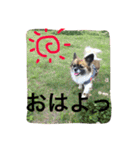 犬のわさび あいさつ編！（個別スタンプ：11）