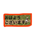 犬のわさび あいさつ編！（個別スタンプ：12）