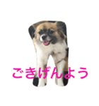 犬のわさび あいさつ編！（個別スタンプ：15）
