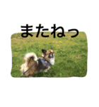 犬のわさび あいさつ編！（個別スタンプ：16）