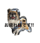 犬のわさび あいさつ編！（個別スタンプ：17）