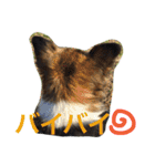犬のわさび あいさつ編！（個別スタンプ：19）