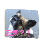 犬のわさび あいさつ編！（個別スタンプ：20）