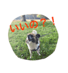 犬のわさび あいさつ編！（個別スタンプ：21）