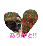 犬のわさび あいさつ編！（個別スタンプ：24）
