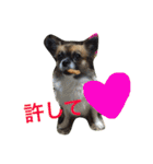 犬のわさび あいさつ編！（個別スタンプ：25）