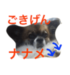 犬のわさび あいさつ編！（個別スタンプ：26）