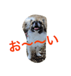 犬のわさび あいさつ編！（個別スタンプ：27）