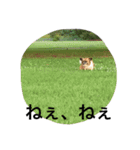 犬のわさび あいさつ編！（個別スタンプ：28）