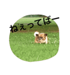 犬のわさび あいさつ編！（個別スタンプ：29）