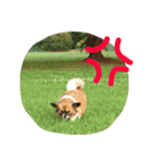 犬のわさび あいさつ編！（個別スタンプ：30）