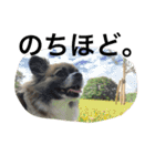 犬のわさび あいさつ編！（個別スタンプ：32）