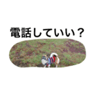 犬のわさび あいさつ編！（個別スタンプ：33）