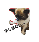 犬のわさび あいさつ編！（個別スタンプ：35）