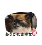 犬のわさび あいさつ編！（個別スタンプ：40）