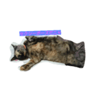 わたしの猫ちゃん（個別スタンプ：2）