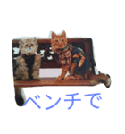 猫00002（個別スタンプ：6）