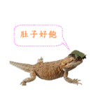 P.Vitticeps-one（個別スタンプ：1）