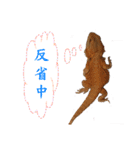 P.Vitticeps-one（個別スタンプ：2）