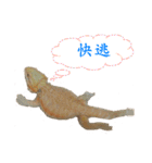 P.Vitticeps-one（個別スタンプ：3）