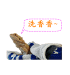 P.Vitticeps-one（個別スタンプ：4）