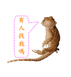 P.Vitticeps-one（個別スタンプ：5）